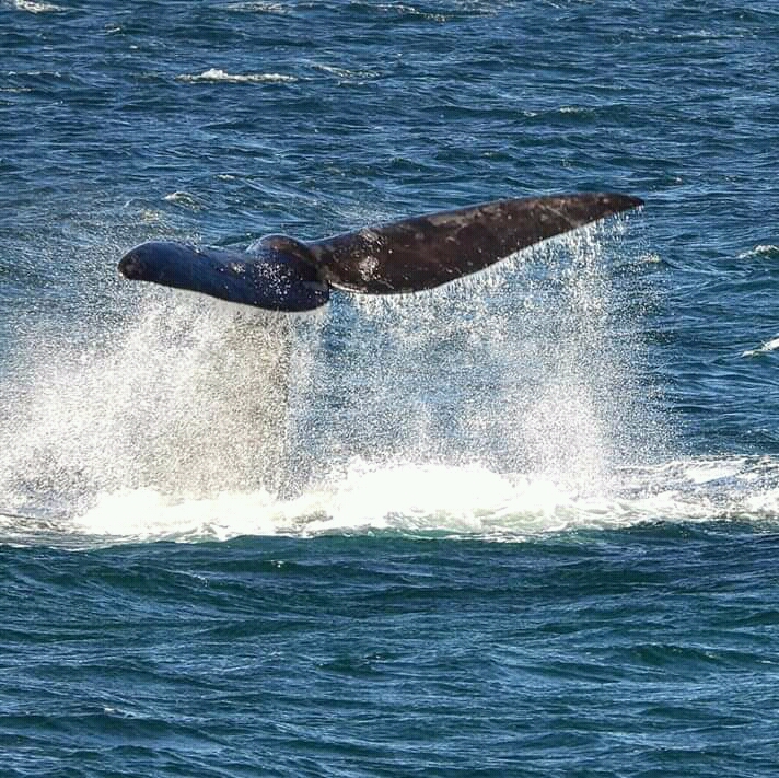 Cuantas Personas Entran En Una Ballena